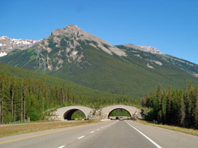 �A�C�X�t�B�[���h1