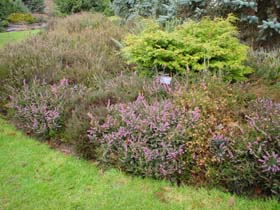 �o���f���[�Z��2