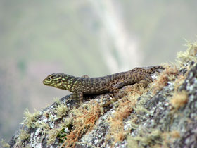 ���C�i�s�`��5